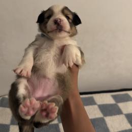 Coco - Sable and white female Shetland Sheepdog puppy in Union, New Jersey from McDermon Shelties