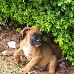 Gray - Fawn male Boxer puppy in Chatham, Virginia from Anthony's Boxers on the Farm