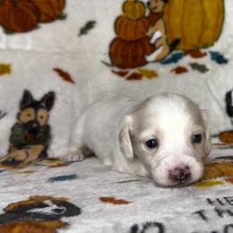 Black collar - Cream male Dachshund puppy in Poteau, Oklahoma from Sisters Dazzling Dachshunds