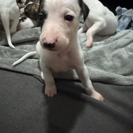 Kiwi - White and black male Whippet puppy in Winter Garden, Florida from Infinity Whippets
