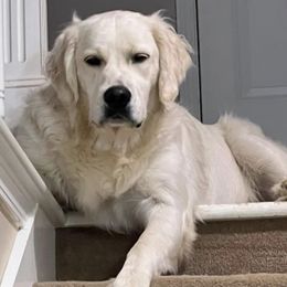 Golden Retriever All Grown Up from West KY Goldens and Doodles