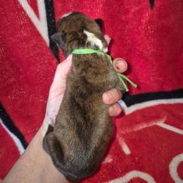 Rosco - Brindle male Boxer puppy in Pine River, Wisconsin from Jenks Boxers