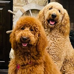 Goldendoodles from Veteran Goldendoodles