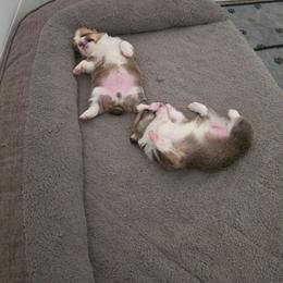 Honeybee - White and fawn female Pembroke Welsh Corgi puppy in Fort Collins, Colorado from Sweet Tooth Companions