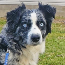 Mia - Australian Shepherd