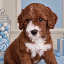 Nibs - Red  male Goldendoodle puppy in Yuciapa, California from AlltheDoodlez_