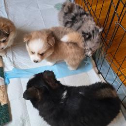 Kenny - Merle male Pomsky puppy in Elgin, Oregon from Kenna'z Kuddly Pomskiez
