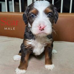 Scar - Blue merle male Bernedoodle puppy in Alpharetta, Georgia from Doodles of Buckhead