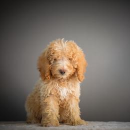 Thor - Apricot male Poodle puppy in Caldwell, Idaho from Boise Doodle Co.
