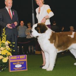 Hudson - Saint Bernard