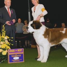 Hudson - Saint Bernard