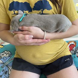 Weimaraner Puppies from Three Oak’s Kennel