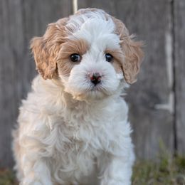 Cavapoos from Franklin Ranch Pups
