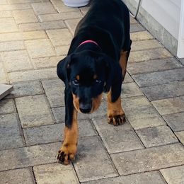 Doberman Pinscher Puppies from TeatreeDoberman