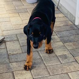 Doberman Pinscher Puppies from TeatreeDoberman
