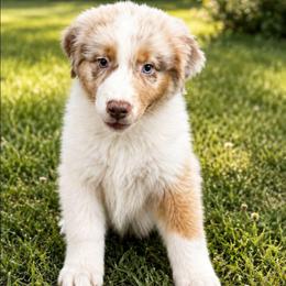 Bambi - Red merle female Australian Shepherd puppy in Zephyrhills, Florida from Highland Shelties & Aussies
