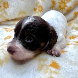 Pollie-CKC - Piebald male Dachshund puppy in Tecumseh, Oklahoma from MoonBerry Miniature Dachshunds