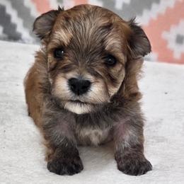 Frankie SMALL - Gold male Morkie puppy in Monticello, Iowa from Ashley’s Puppies