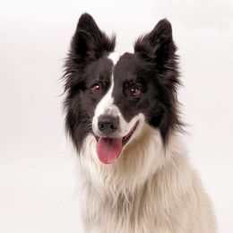 Olaf - Border Collie