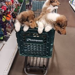 Collie Puppies from Kingsgift Collies