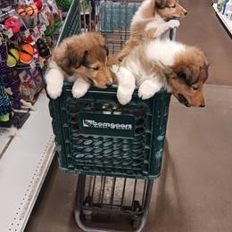 Collie Puppies from Kingsgift Collies