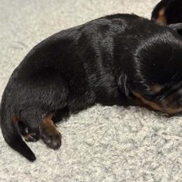 Boy1 - Black and mahogany male Rottweiler puppy in Bartonsville, Pennsylvania from Karol's Rottweilers