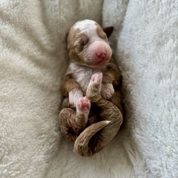 Cinnamon - Red  female Goldendoodle puppy in Rio Linda, California from Plush Doodles