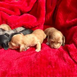 Dapple male - Dapple male Dachshund puppy in San Diego, California from San Diego Dachshunds