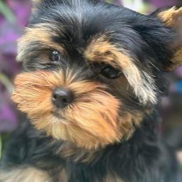 Yorkshire Terriers from Jacqueline Tran