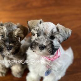 Miniature Schnauzer Puppies from Love Giver Schnauzers