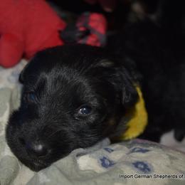 German Shepherd Puppies from Import German Shepherds of Kansas