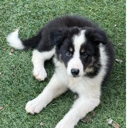 Bucky- black tri - Tri-color male Border Collie puppy in Chattanooga, Tennessee from Ross Vegas Kennels