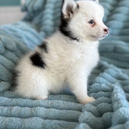 Joel - Black and white male Pomsky puppy in Aberdeen, Idaho from Willow Creek Cresteds