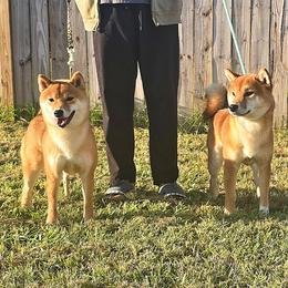 Shiba Inu puppies from Diwasou