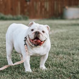 Phoebe - Bulldog