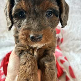 Glitter - Brown roan and tan female Cockapoo puppy in Adrian, Oregon from ApplebyFarm