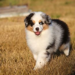 Miniature American Shepherd Puppies from Casita Miniature American Shepherds
