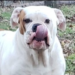 Tuggy - Olde English Bulldogge