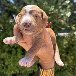 Malibu - Apricot male Goldendoodle puppy in La Verne, California from Marshall Goldendoodles