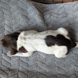 Girl 4 - Brown and gray female Wirehaired Pointing Griffon puppy in Rancho Cordova, California from American River Wirehaired Pointing Griffons