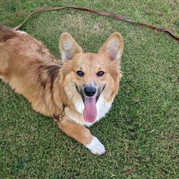 Pembroke Welsh Corgis from Dragon Ridge Corgis