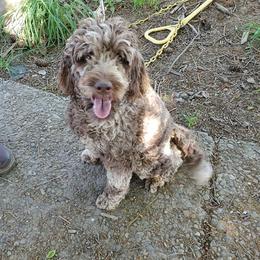 Carmel - Australian Labradoodle