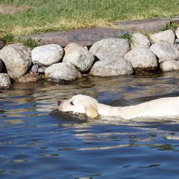 Labrador Retriever Puppies from Zumi's Labs