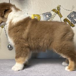 Honeybee - Red tri-color male Australian Shepherd puppy in Touchet, Washington from Northwest Rainbow Aussies and Golden Retrievers