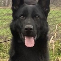 Dina - German Shepherd
