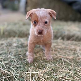 Brûlée - Red speckled female Australian Cattle Dog puppy in Tucson, Arizona from Soqui Ortiz Cattle Ranch