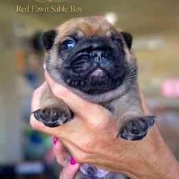 French Bulldog Puppies from Scherners Frenchie Frenz