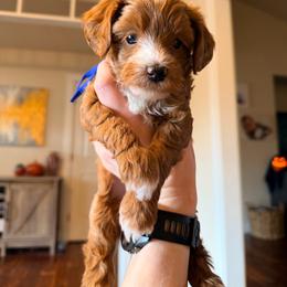 Alfred (AL) - Red  male Goldendoodle puppy in Olympia, Washington from Salt and Sage Doodles