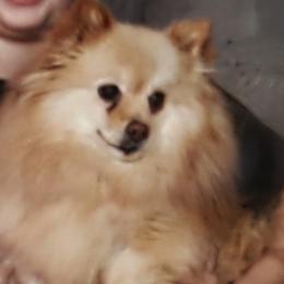 June - Pomeranian