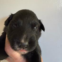 Moonstone - Black & white female Australian Shepherd puppy in Ellensburg, Washington from Creekside Aussies